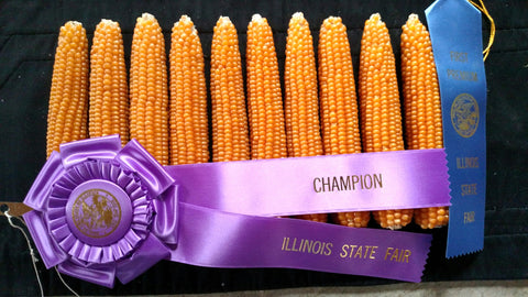 Yellow Corn Harvest (Premium)